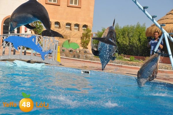 sharm el skhekh 707  (78).JPG